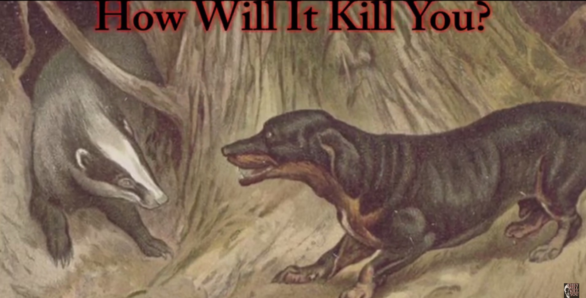 can a dachshund kill a badger