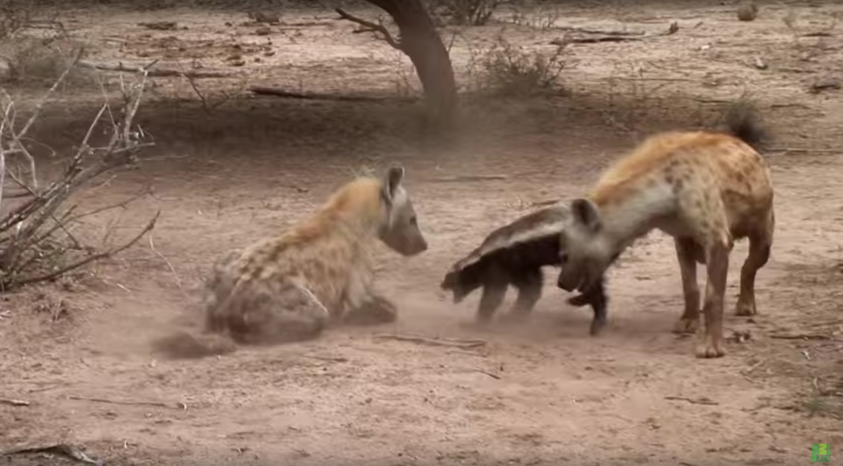 rabid-honey-badger-attacks-couple-in-south-africa-earth-changes