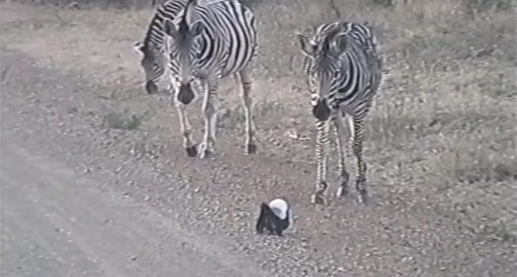 Baby Honey Badger vs. Three Zebras